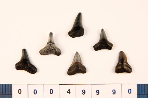 Bag of 6 fossilised shark teeth