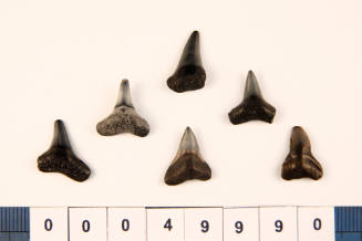 Bag of 6 fossilised shark teeth