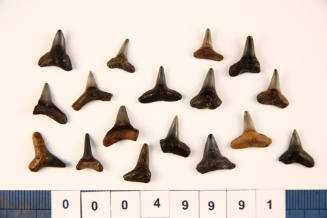 Bag of 17 fossilised shark teeth