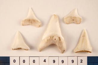 Bag of 5 shark teeth