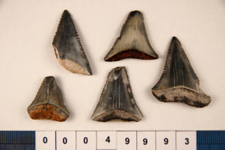Bag of 5 fossilised shark teeth