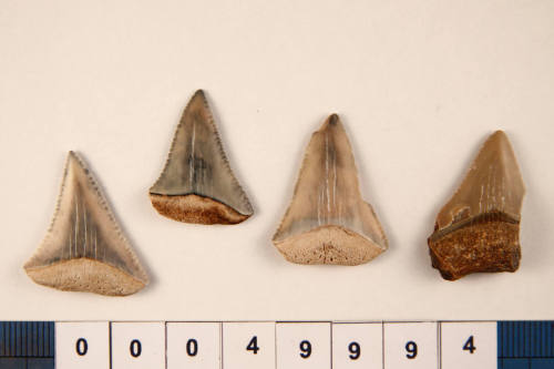 Bag of 4 fossilised shark teeth