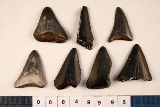 Bag of 7 fossilised shark teeth