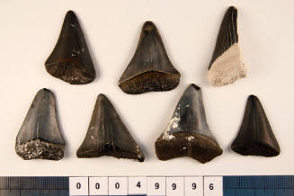 Bag of 7 fossilised shark teeth