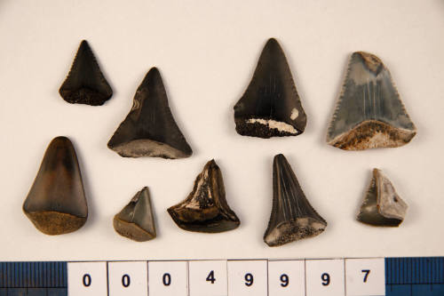 Bag of 9 fossilised shark teeth