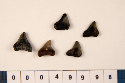 Bag of 5 fossilised shark teeth