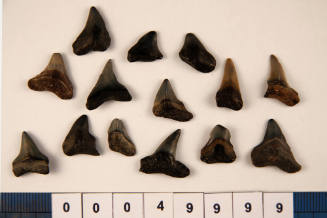 Bag of 14 fossilised shark teeth