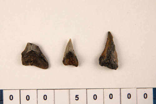 Bag of 3 fossilised shark teeth