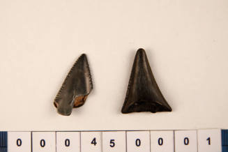 Bag of 2 fossilised shark teeth