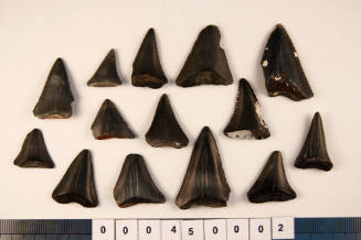 Bag of 14 fossilised shark teeth