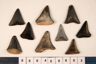 Bag of 9 fossilised shark teeth