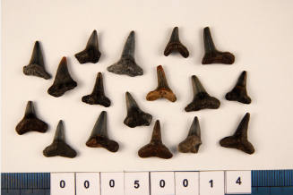 Bag of 17 fossilised shark teeth