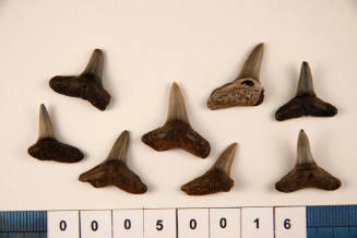 Bag of 8 fossilised shark teeth