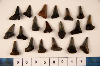 Bag of 19 fossilised shark teeh