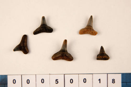 Bag of 5 fossilised shark teeth