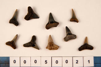 Bag of 9 fossilised shark teeth