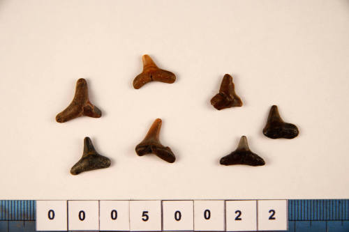 Bag of 7 fossilised shark teeth