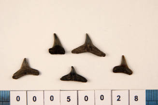 Bag of 5 fossilised shark teeth