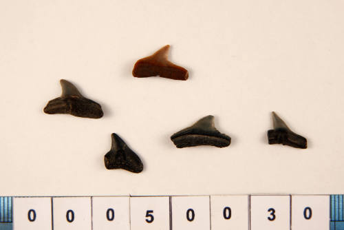 Bag of 5 fossilised shark teeth