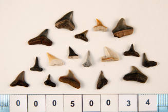 Bag of 17 fossilised shark teeth