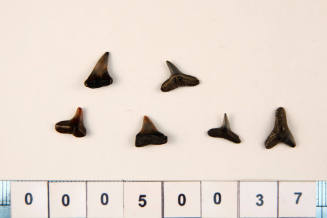 Bag of 6 fossilised shark teeth