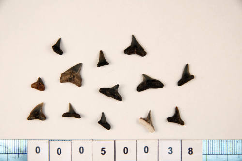 Bag of 13 fossilised shark teeth