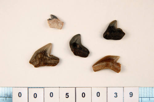 Bag of 5 fossilised shark teeth