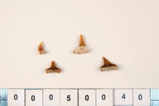 Bag of 4 fossilised shark teeth