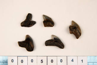 Bag of 5 fossilised shark teeth