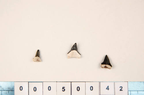 Bag of 3 fossilised shark teeth