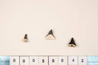 Bag of 3 fossilised shark teeth