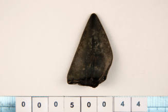 Fossilised shark tooth