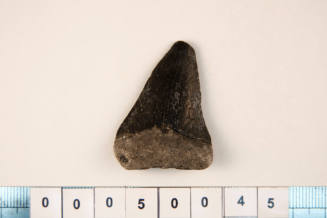 Fossilised shark tooth