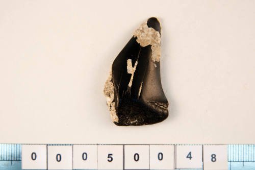 Fossilised shark tooth