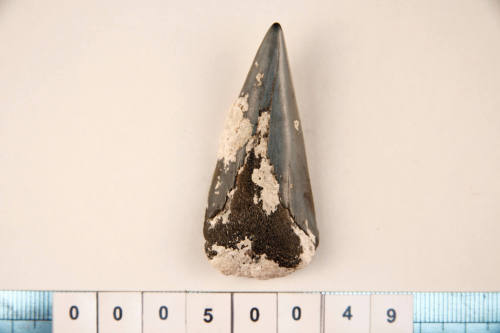 Fossilised shark tooth