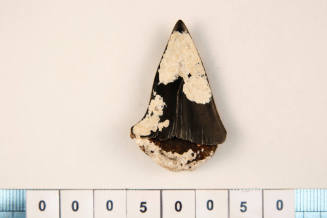 Fossilised shark tooth