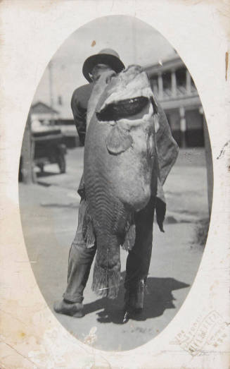 Murray River Cod: 97lb cod caught by a man near Collindina Station