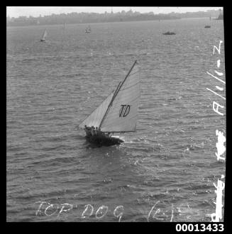 18-foot skiff TOP DOG on Sydney Harbour