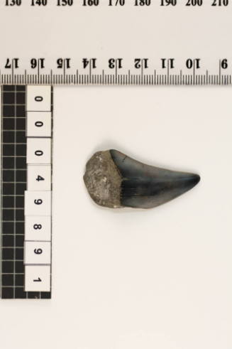 Bag of 1 fossilised shark tooth