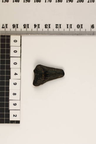 Bag of 1 fossilised shark tooth