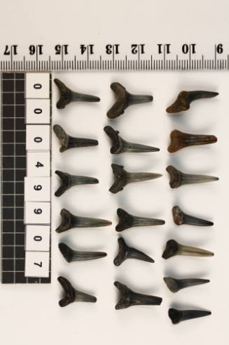 Bag of 19 fossilised shark teeth