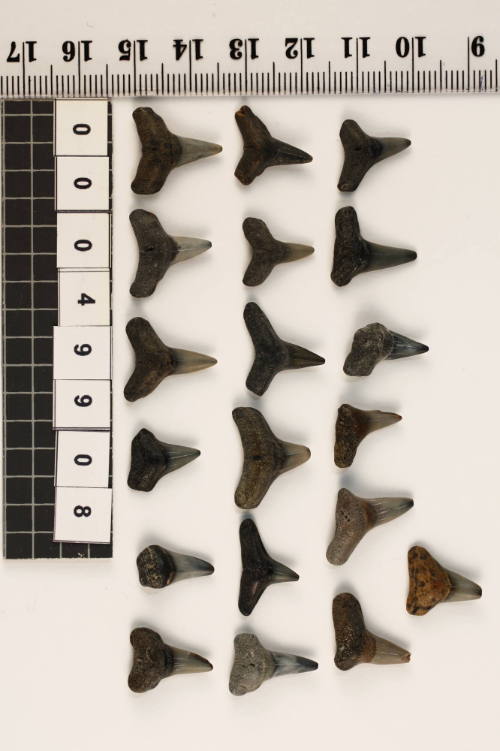 Bag of 19 fossilised shark teeth