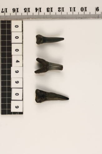 Bag of 3 fossilised shark teeth