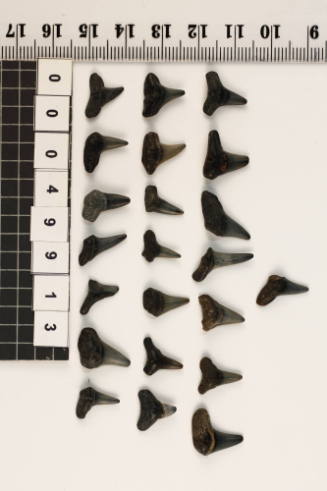 Bag of 22 fossilised shark teeth