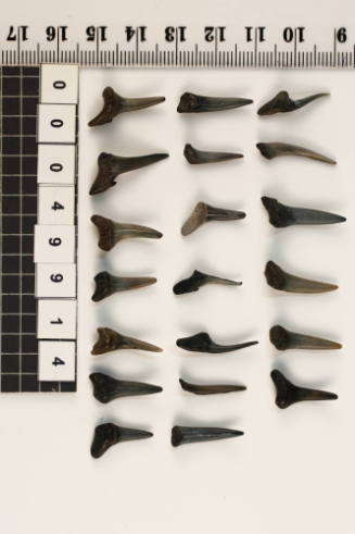 Bag of 20 fossilised shark teeth