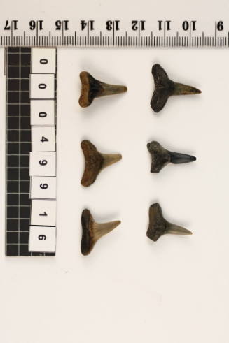 Bag of 6 fossilised shark teeth