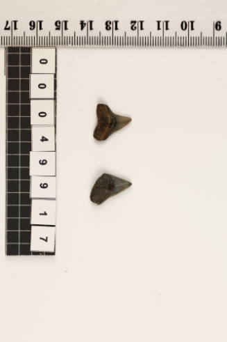 Bag of 2 fossilised shark teeth