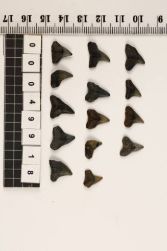 Bag of 14 fossilised shark teeth