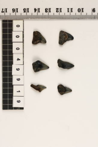 Bag of 6 fossilised shark teeth