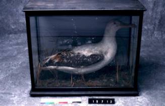 Albatross stuffed and mounted in a case